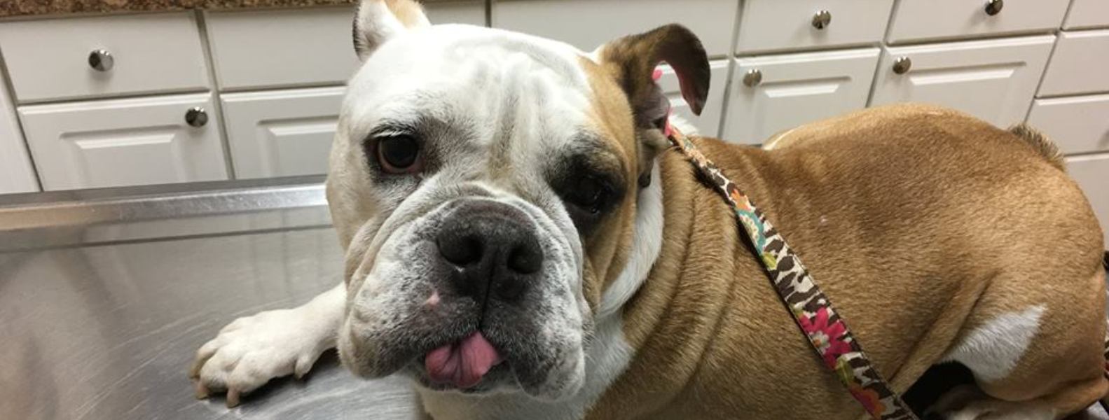 Amazing Illinois English Bulldog Rescue of all time Don t miss out 
